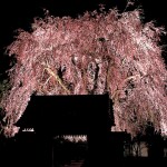 増泉寺の夜桜
